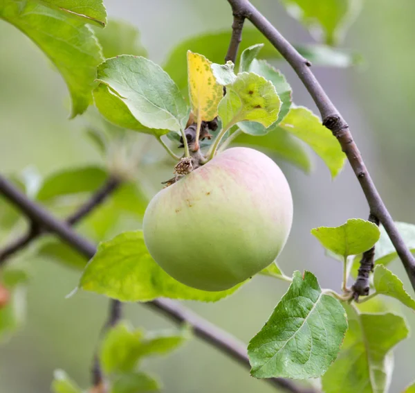 Manzana en el árbol en la naturaleza — Foto de Stock