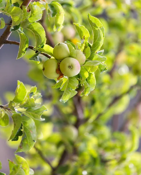 Apple on tree in nature — Stock Photo, Image