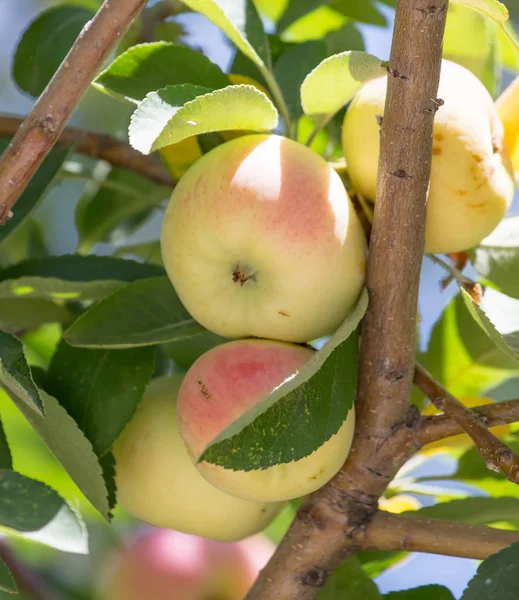 Mogna äpplen på trädet — Stockfoto