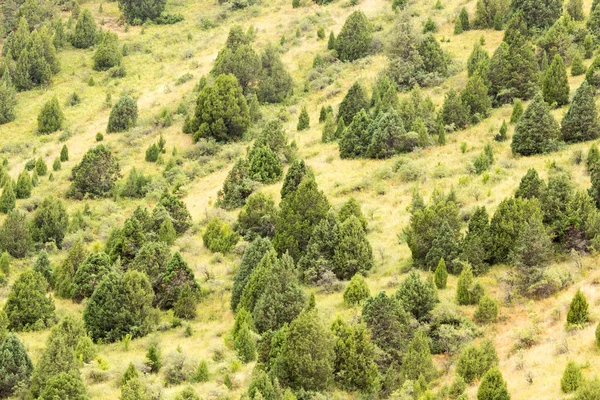 Coniferous trees on the mountain slopes — Stock Photo, Image