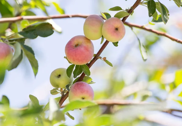 Ripe apples on the tree — Stock Photo, Image