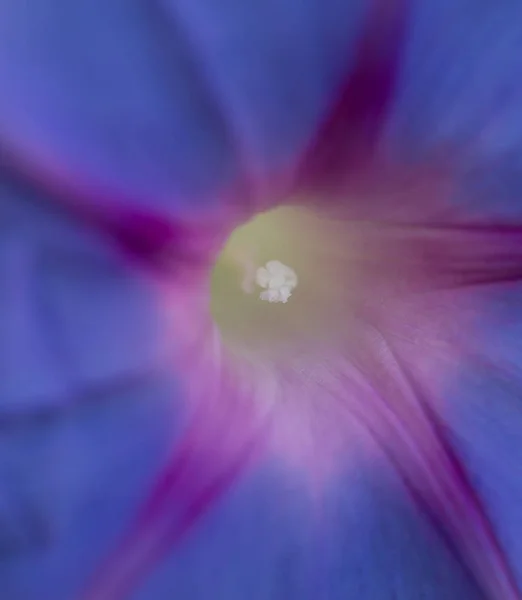 Blue flower as the background. macro — Stock Photo, Image