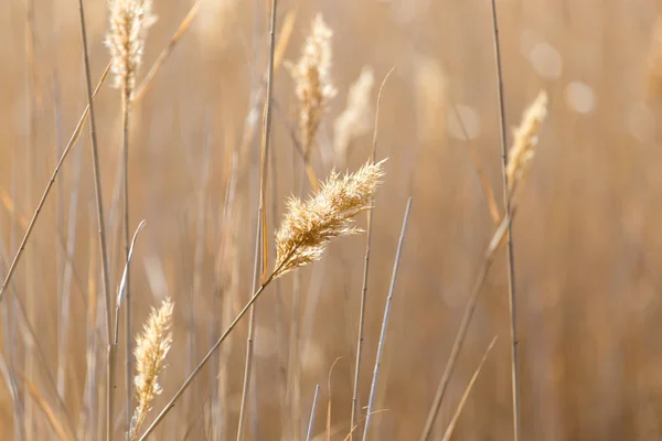 Bulrush en la naturaleza —  Fotos de Stock