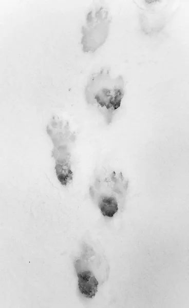 Pegadas de cão na neve branca — Fotografia de Stock