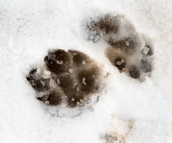 Perro sendero en la nieve —  Fotos de Stock