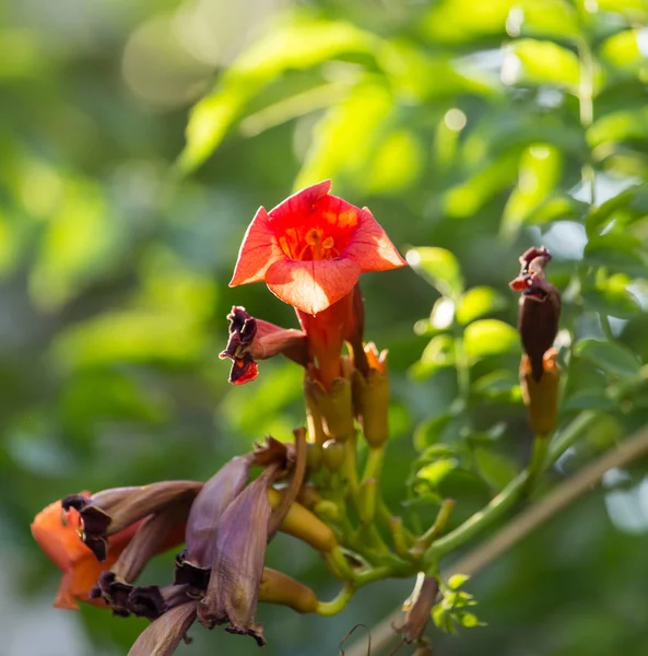 Doğanın güzel kırmızı bir çiçek — Stok fotoğraf