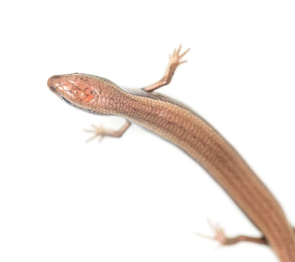 Hagedis op een witte achtergrond — Stockfoto