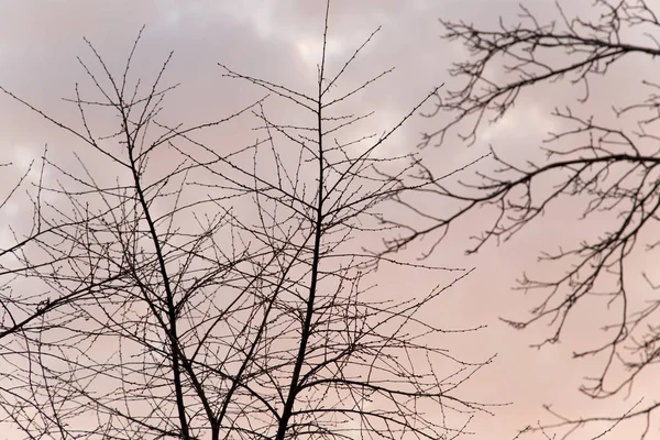 Ramos nus de uma árvore ao pôr-do-sol — Fotografia de Stock