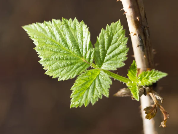 Hoja de frambuesa primavera en la naturaleza. primer plano —  Fotos de Stock