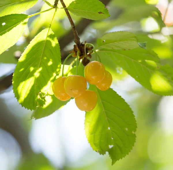 Ripe cherries on a tree branch — Stock Photo, Image
