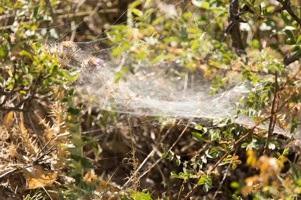 Web on the plant in nature — Stock Photo, Image