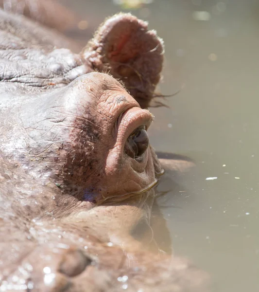 Portrait d'un hippopotame dans l'eau — Photo