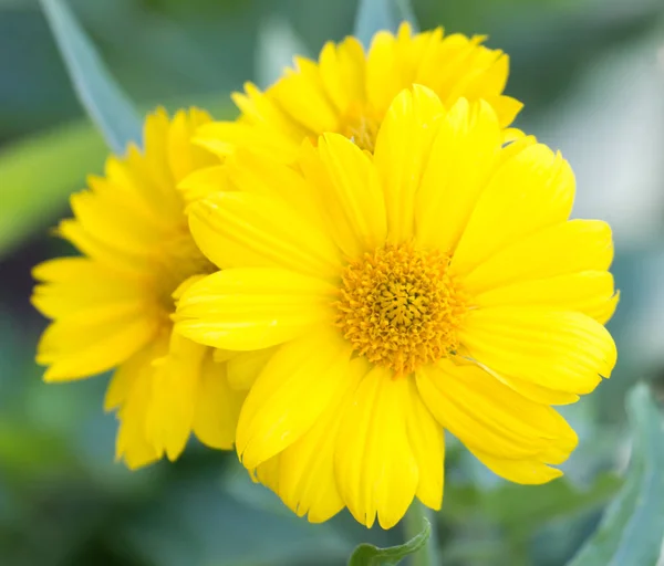 Hermosa flor amarilla en la naturaleza —  Fotos de Stock