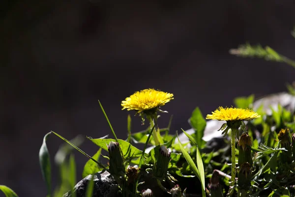Sarı karahindiba doğadaki — Stok fotoğraf