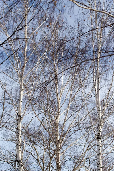 Björk mot den blå himlen — Stockfoto