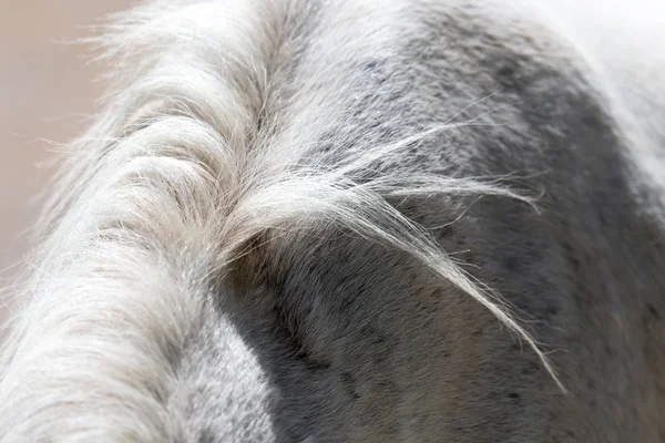 Bakgrund av den hästar manen — Stockfoto