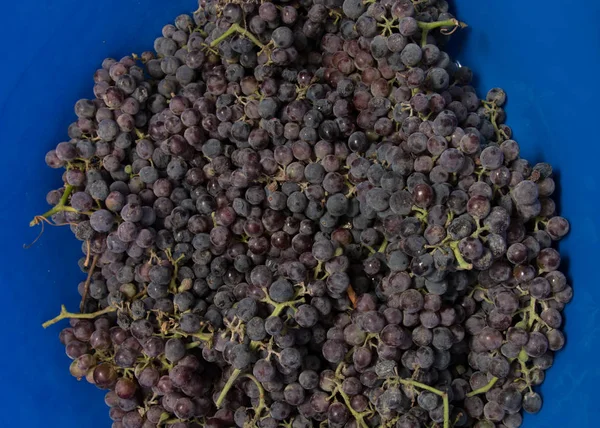 Czarny winogron na niebieskim tle — Zdjęcie stockowe