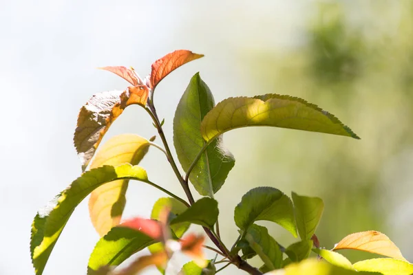 Belle plante dans la nature — Photo