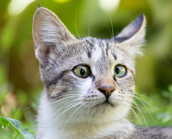 Kočka v trávě na přírodě — Stock fotografie