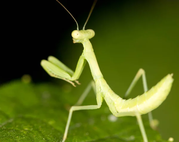 自然界中的绿色螳螂。关闭 — 图库照片