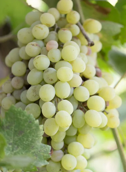 Groene druiven in de natuur — Stockfoto