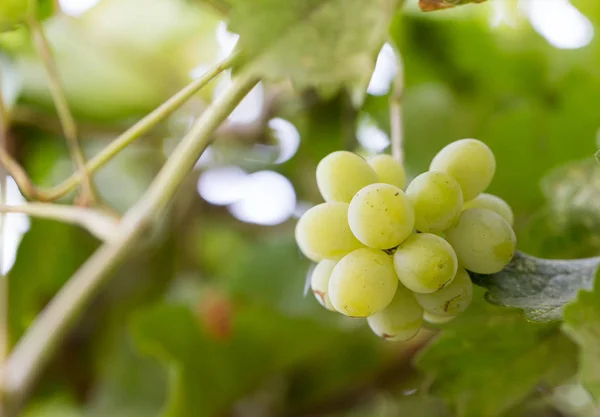 Green grapes in nature — Stock Photo, Image