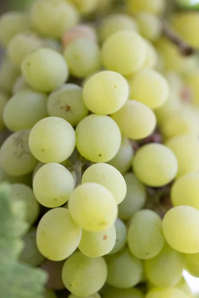 Uvas verdes na natureza — Fotografia de Stock