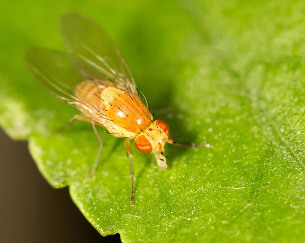 Volar en la naturaleza. cerrar —  Fotos de Stock