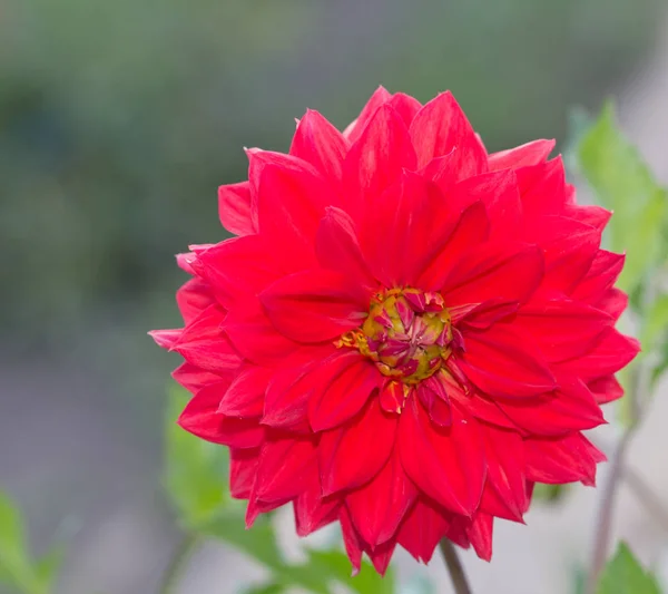 Hermosa flor roja en la naturaleza — Foto de Stock