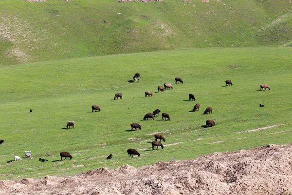 Ovejas en el pasto en la naturaleza —  Fotos de Stock