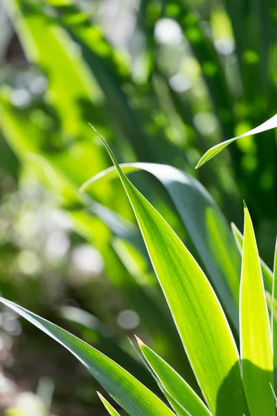 Beautiful background from leaves of grass — Stock Photo, Image