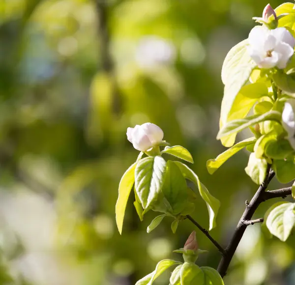 Hermosas flores en un árbol frutal —  Fotos de Stock