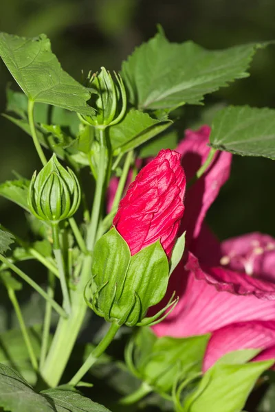 Flor vermelha na natureza — Fotografia de Stock