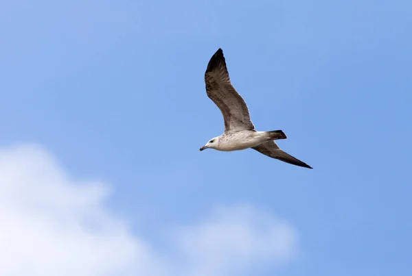 Чайка в польоті в небі — стокове фото