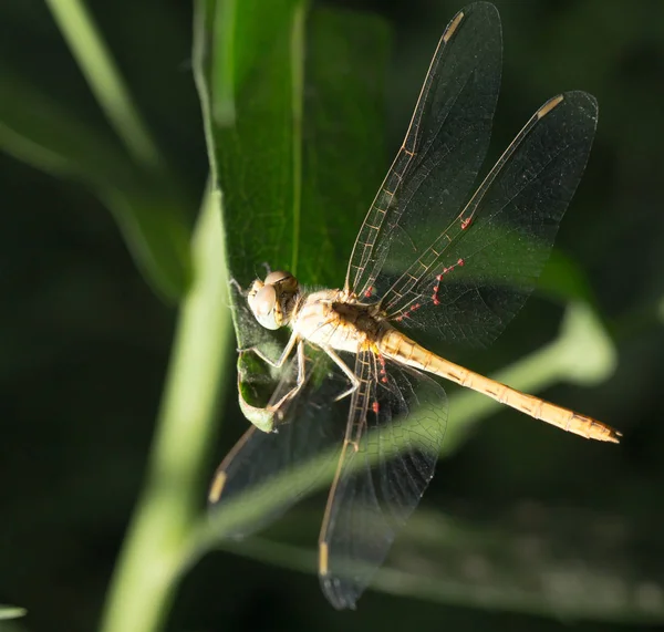 Dragonfly night. macro — Stock Photo, Image