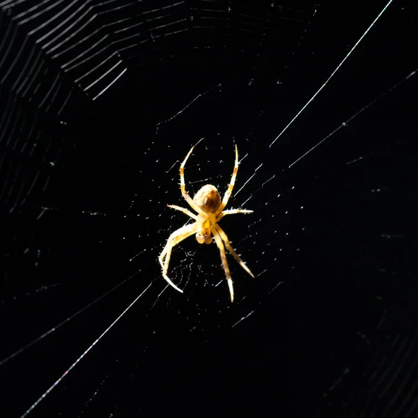 Spinne nachts im Netz — Stockfoto