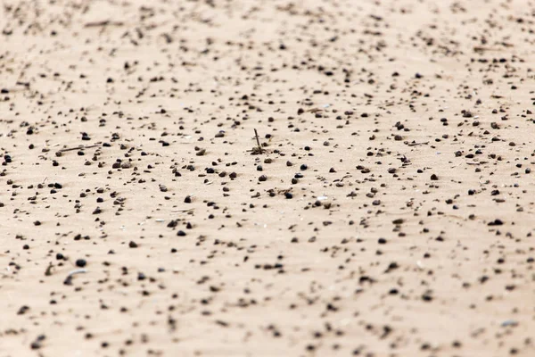 Excrementos de ovelhas na areia — Fotografia de Stock