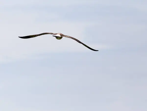 Gökyüzünde uçan martı — Stok fotoğraf