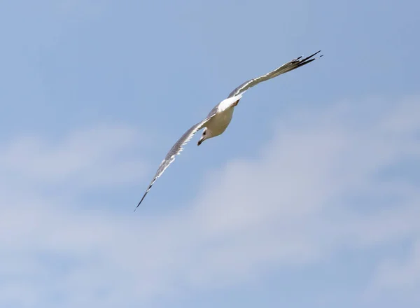 Seagull in flight in the sky — Stock Photo, Image