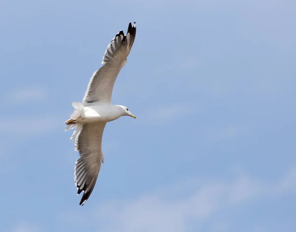 空の飛行のカモメ — ストック写真