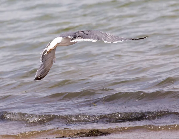 Gaivota em voo sobre a água do lago — Fotografia de Stock