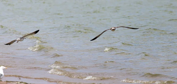 Seagull in flight over the water of the lake — Stock Photo, Image