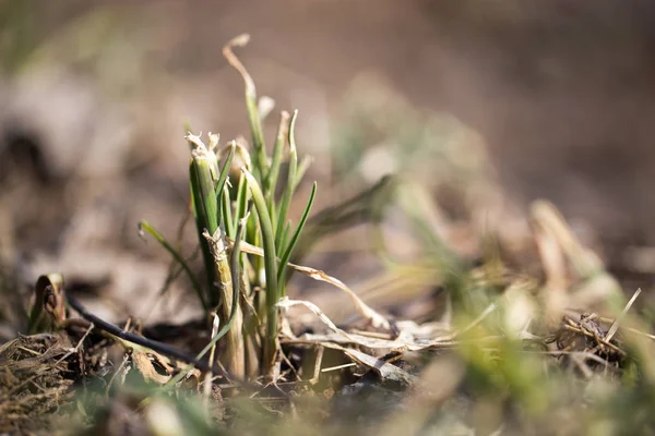 Sprouting grass. macro — Stock Photo, Image