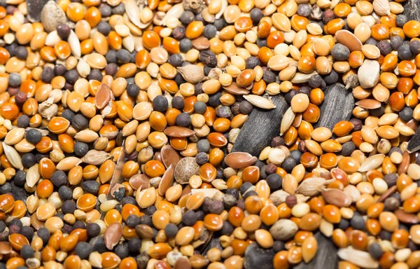 Comida para pássaros. fechar — Fotografia de Stock