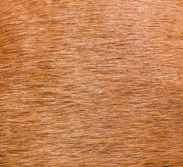 Background fur horse — Stock Photo, Image