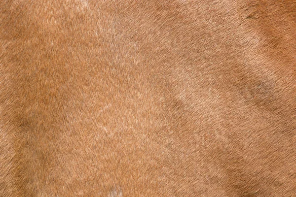 Background fur horse — Stock Photo, Image