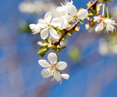 Mavi gökyüzüne karşı ağaçtaki çiçekler