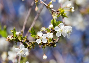 Mavi gökyüzüne karşı ağaçtaki çiçekler