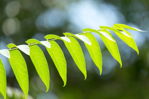 Krásné zelené listy na stromě — Stock fotografie