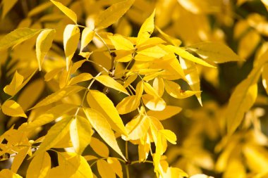 Sonbaharda ağaçta sarı yapraklar